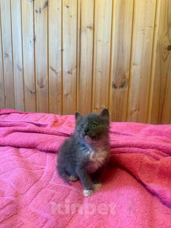 Кошки в Москве: котята в добрые руки Девочка, Бесплатно - фото 3