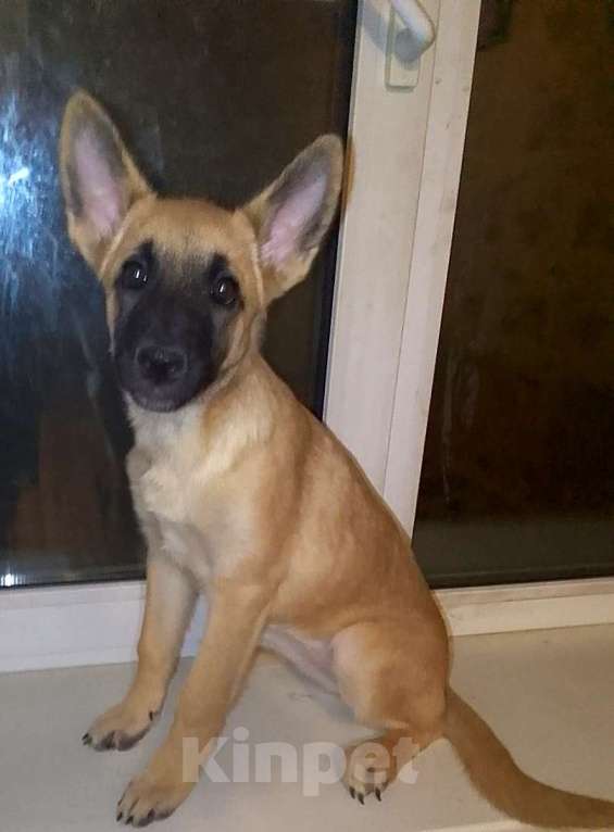 Собаки в Москве: Восточноевропейская овчарка щенок суки Девочка, 10 000 руб. - фото 4