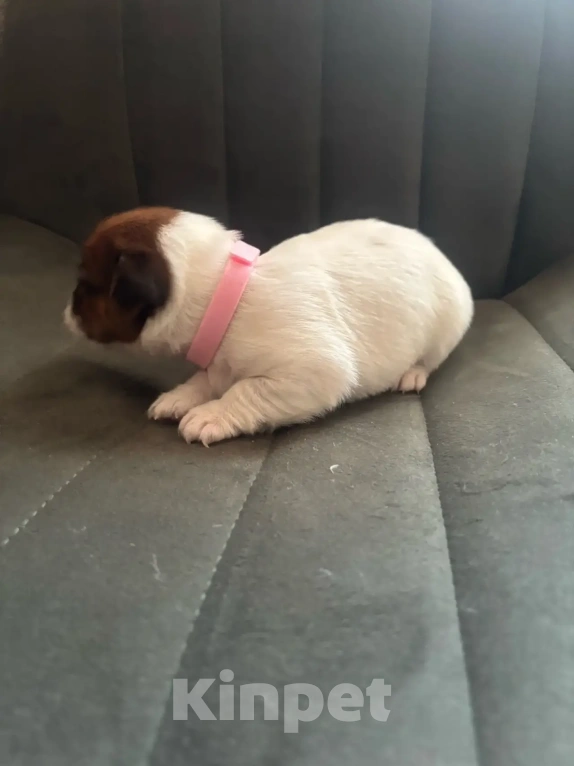 Собаки в Звенигороде: Щенок девочка Джек Рассел терьер Девочка, 25 000 руб. - фото 5