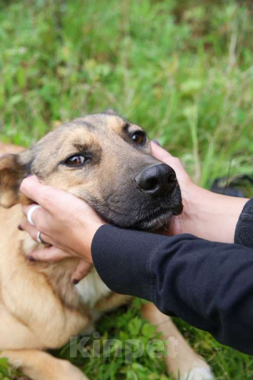 Собаки в Москве: Яся Девочка, Бесплатно - фото 10