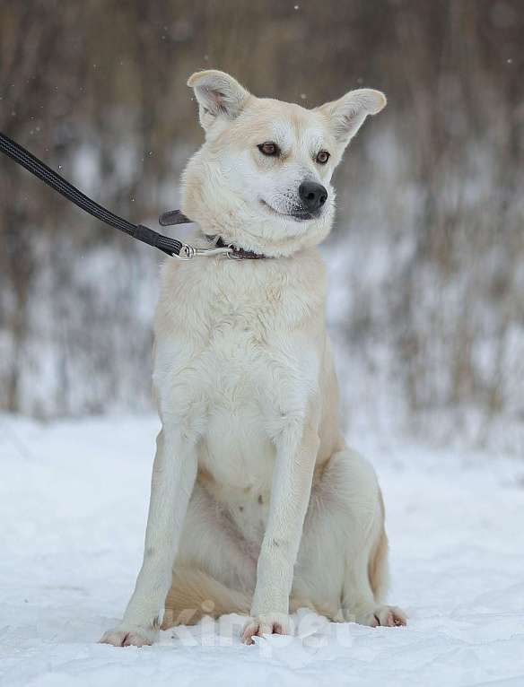 Собаки в Москве: Бася. Вторых таких глаз нет Мальчик, 1 руб. - фото 2