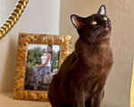 Кошки в Химках: Бурманский котик приглашает на свидание  Мальчик, 6 000 руб. - фото 2