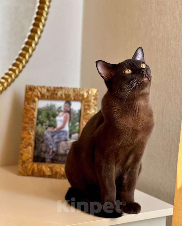 Кошки в Химках: Бурманский котик приглашает на свидание  Мальчик, 6 000 руб. - фото 2