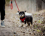 Собаки в Москве: Щенки — метисы корги в дар, Бесплатно - фото 3