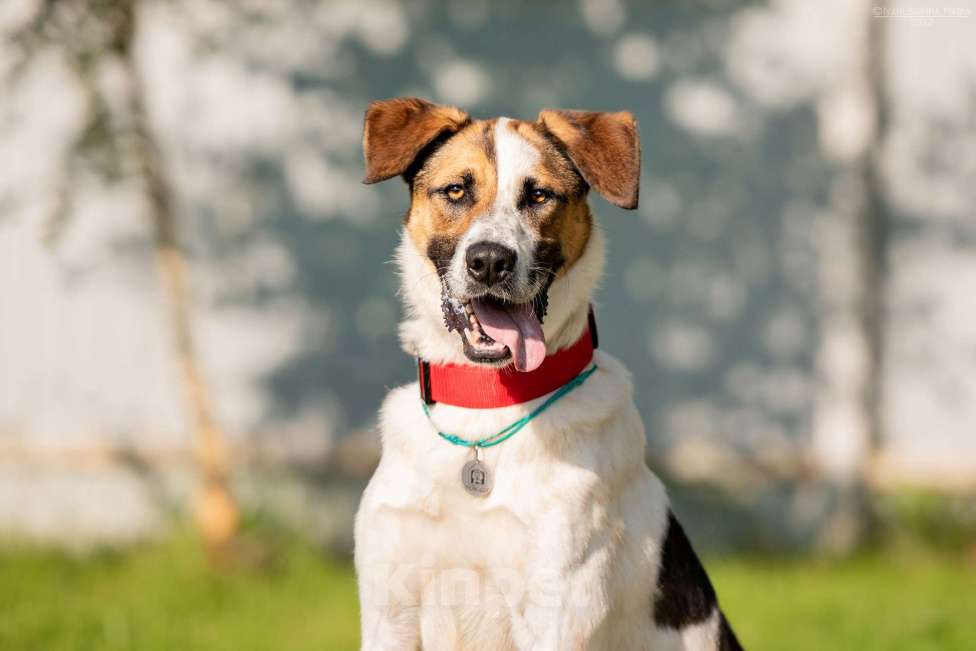 Собаки в Наро-Фоминске: Марио - самый добрый пес Мальчик, Бесплатно - фото 4