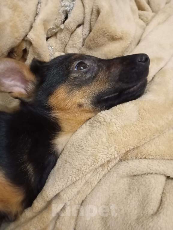 Собаки в Волжском: Щенок ягдтерьера Девочка, Бесплатно - фото 8