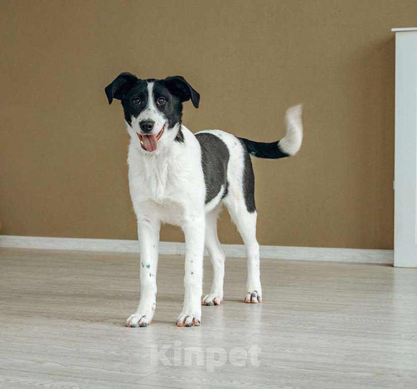 Собаки в Москве: Щенок в Москве бесплатно Девочка, Бесплатно - фото 1