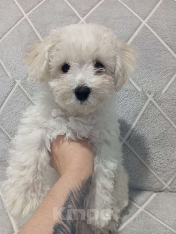 Собаки в других городах Алтая: Продажа Мальчик, 25 000 руб. - фото 3