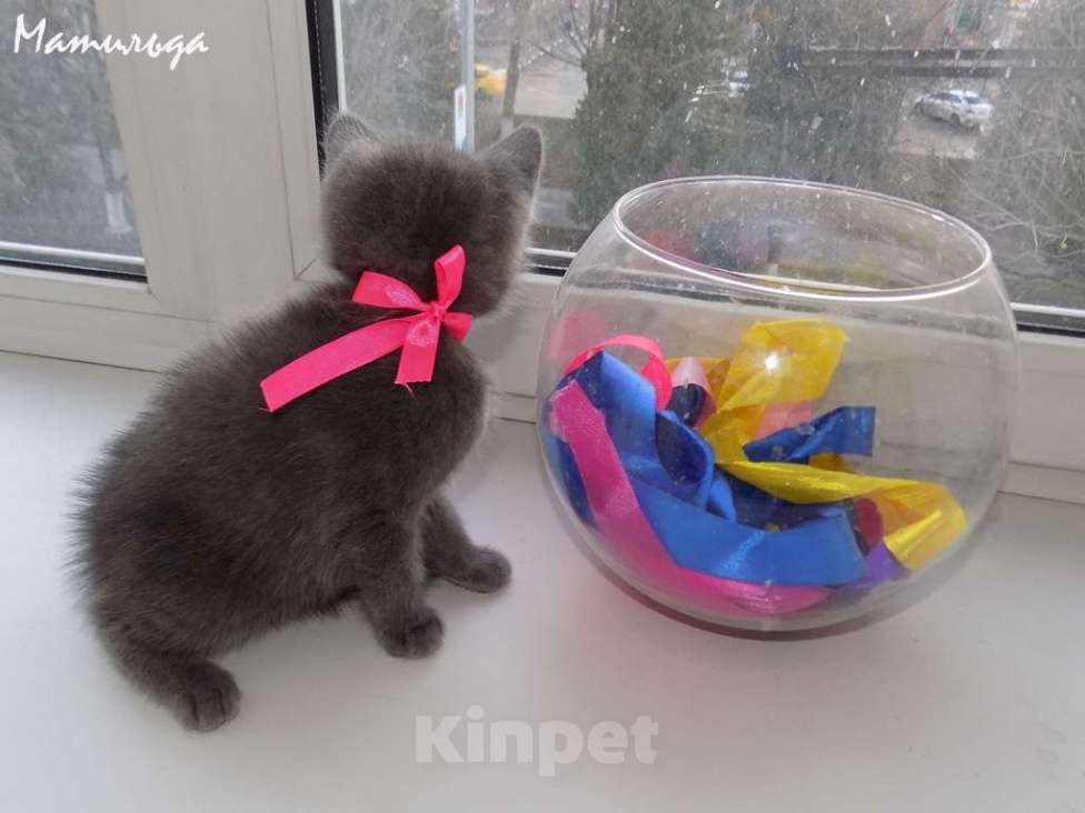 Кошки в Москве: Шотландский прямоухий котенок, девочка Девочка, 10 000 руб. - фото 5