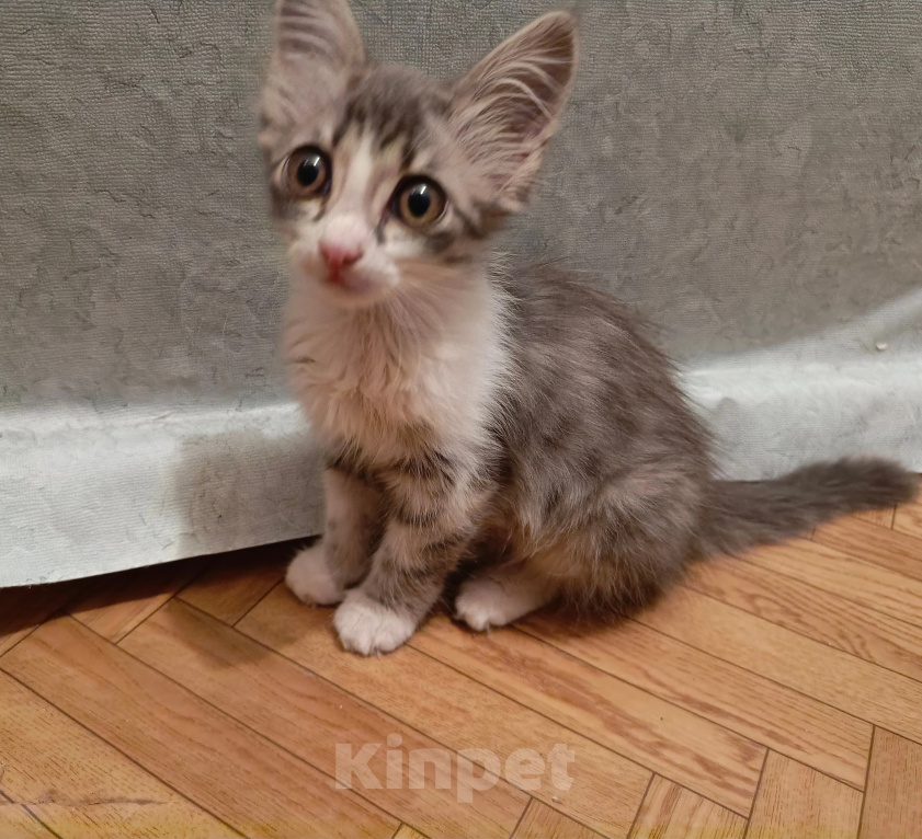 Кошки в Армавире: Заберите срочно котёнка Девочка, Бесплатно - фото 3