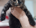 Кошки в Астрахани: Отдам котят Разнополые, Бесплатно - фото 7