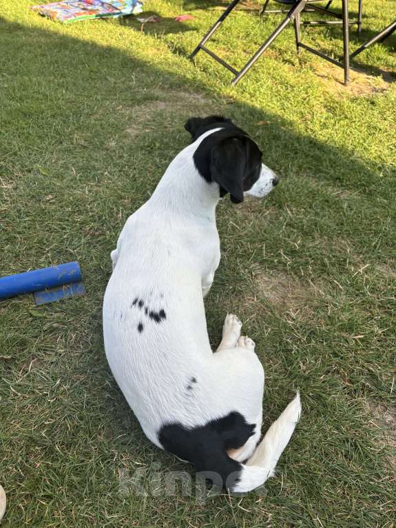 Собаки в других городах Волгоградской области: Продаю таксу окраса пайболт в хорошие руки Девочка, 15 000 руб. - фото 5