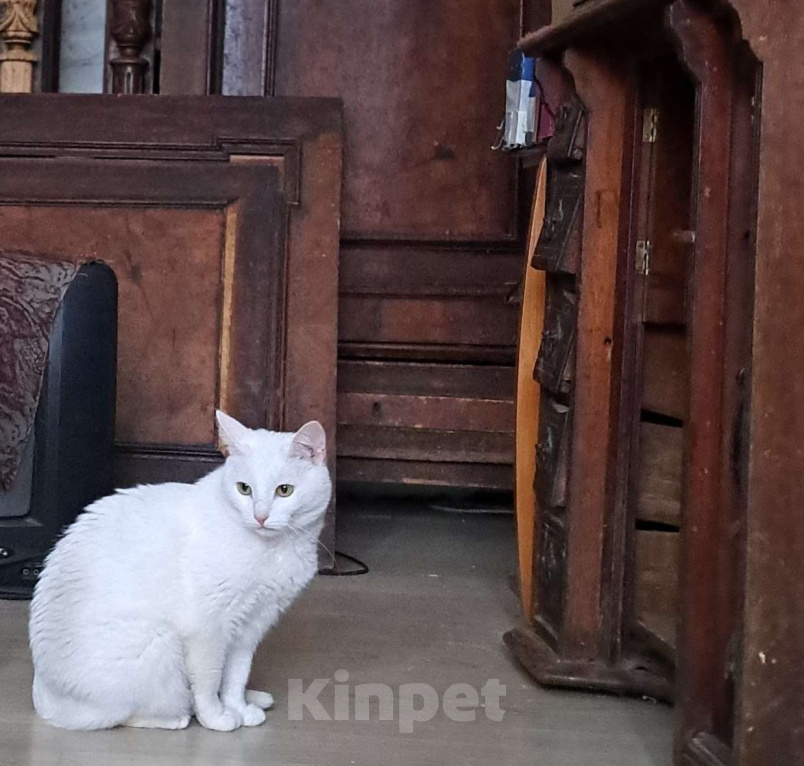 Кошки в Москве: Белоснежная Вита мечтает о доме Девочка, Бесплатно - фото 5