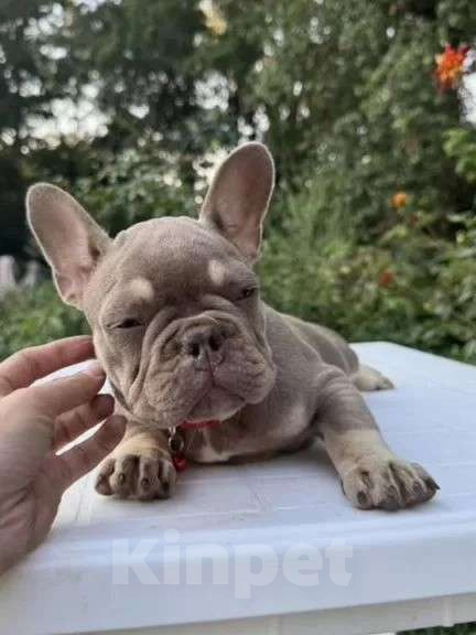 Собаки в Краснодаре: Французский  Девочка, 45 руб. - фото 1