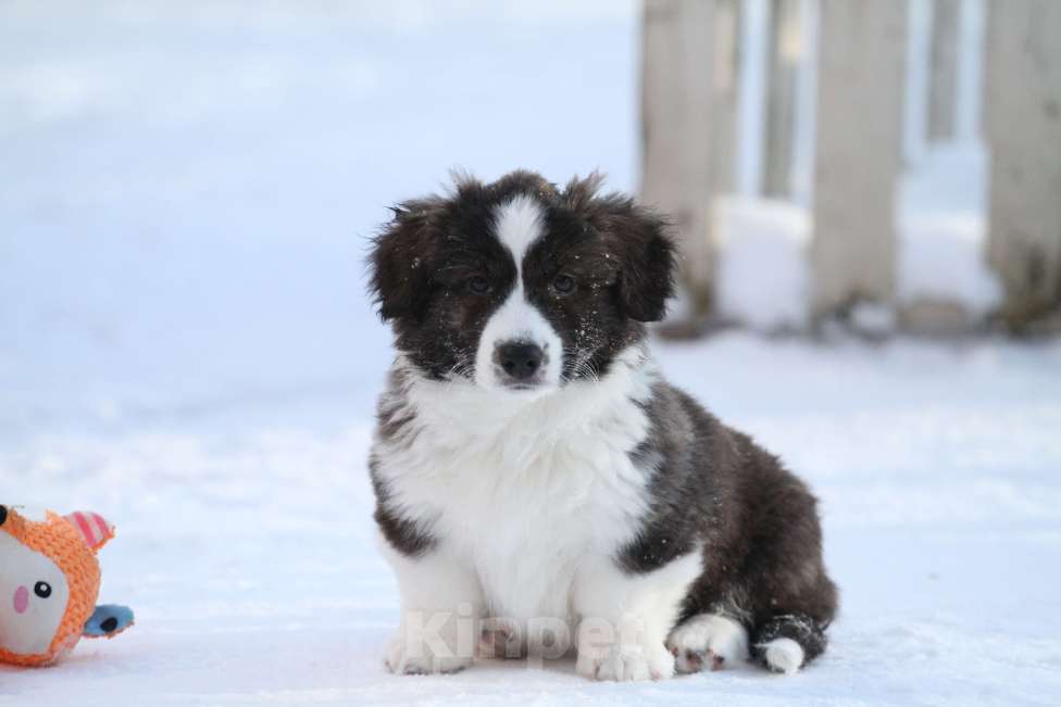 Собаки в Москве: Вельш корги кардиган -девочка  Девочка, 35 000 руб. - фото 7