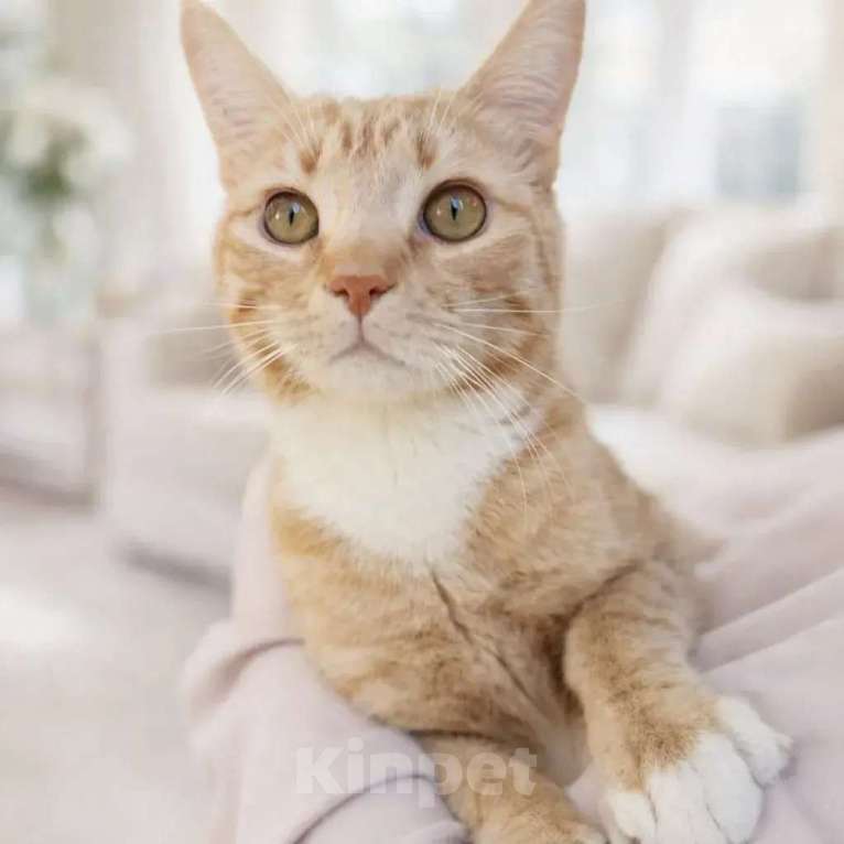 Кошки в других городах Московской области: Кот в добрые руки Мальчик, Бесплатно - фото 3