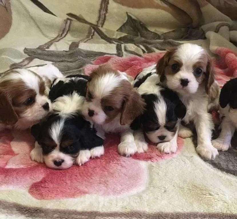 Собаки в Самаре: Вязка с Помом и малыши в продаже, 1 руб. - фото 5