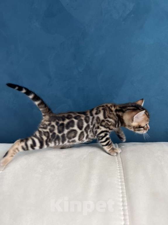 Кошки в Москве: Бенгальский котёнок Девочка, 50 000 руб. - фото 2