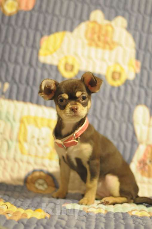 Собаки в Якутске: чихуахуа щенки Девочка, Бесплатно - фото 3