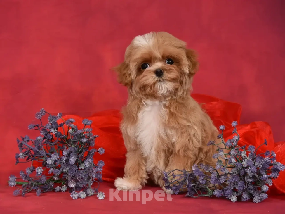 Собаки в Москве: Продается Мальтипу девочка Девочка, 130 000 руб. - фото 2