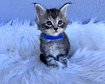 Кошки в Кудрово: Котенок мейн-кун, мальчик , шейдед линия Мальчик, Бесплатно - фото 4