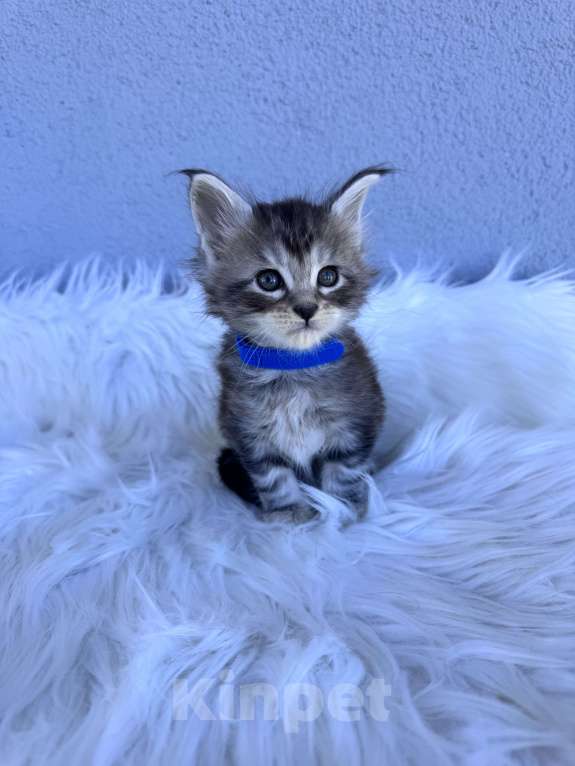 Кошки в Кудрово: Котенок мейн-кун, мальчик , шейдед линия Мальчик, Бесплатно - фото 4