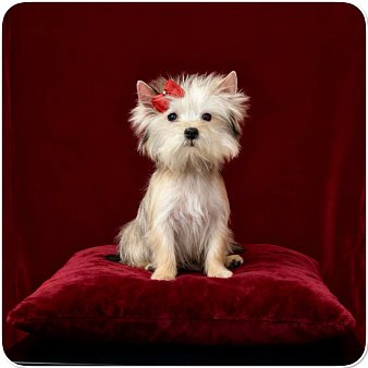 Мини йорк девочка золотая подрощенная