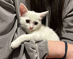 Кошки в Москве: Котёнок в добрые руки 2 месяца  Девочка, Бесплатно - фото 9