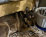 Собаки в Зарайске: Пропала собака кобель Филя Мальчик, Бесплатно - фото 1