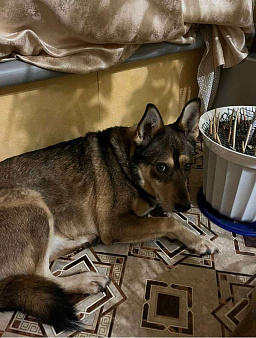 Объявление: Пропала собака кобель Филя, Бесплатно, Зарайск
