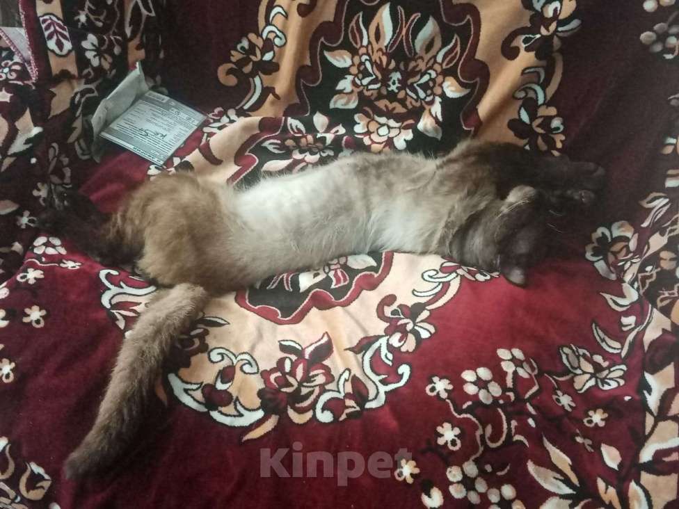 Кошки в Анапе: Пропал кот  Мальчик, Бесплатно - фото 3