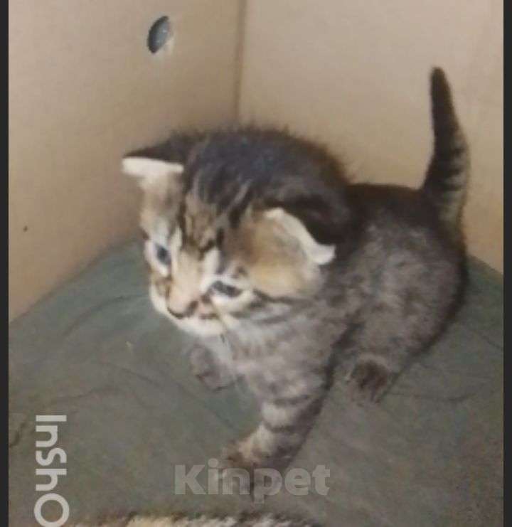 Кошки в Москве: Котенок  1 месяц, открыто бронирование Мальчик, Бесплатно - фото 4