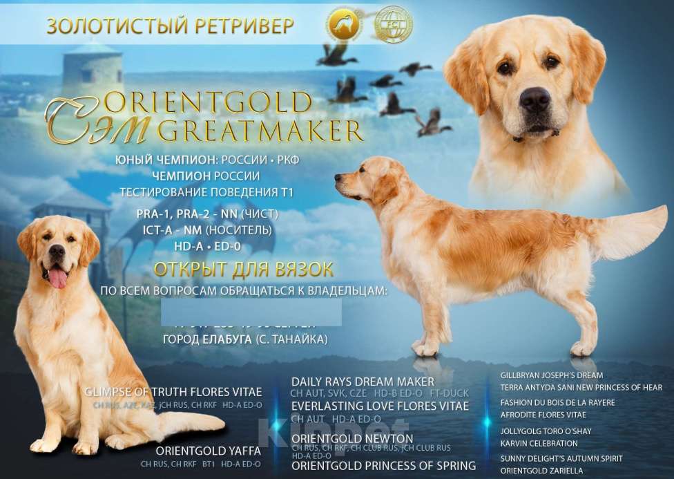 Собаки в Елабуге: Ищу невесту, вязка  Мальчик, Бесплатно - фото 1