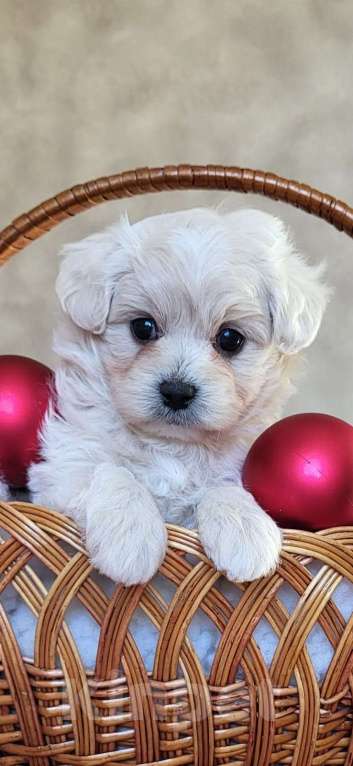 Собаки в Сочи: Вязка Мальтипу в Сочи Мальчик, Бесплатно - фото 4