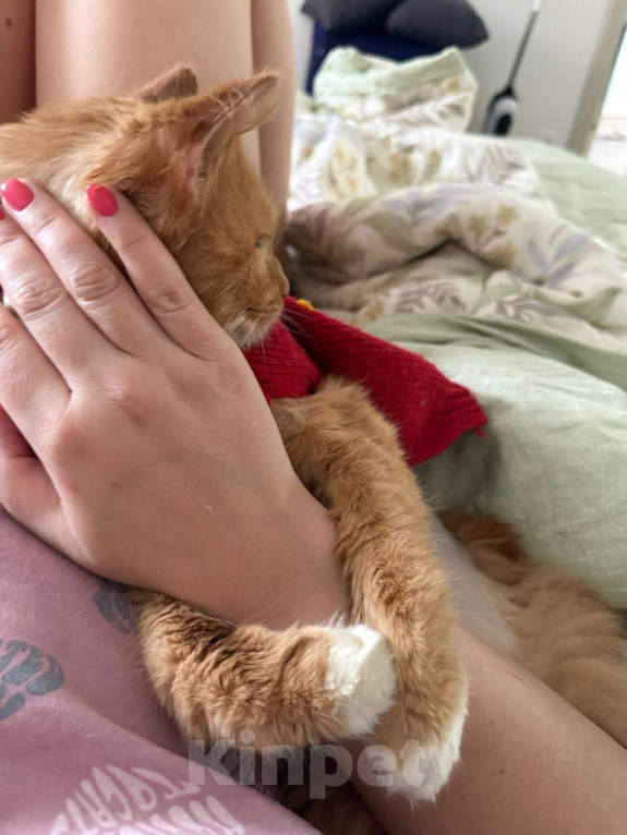 Кошки в Москве: Стильный Еремей ищет дом! Мальчик, Бесплатно - фото 2