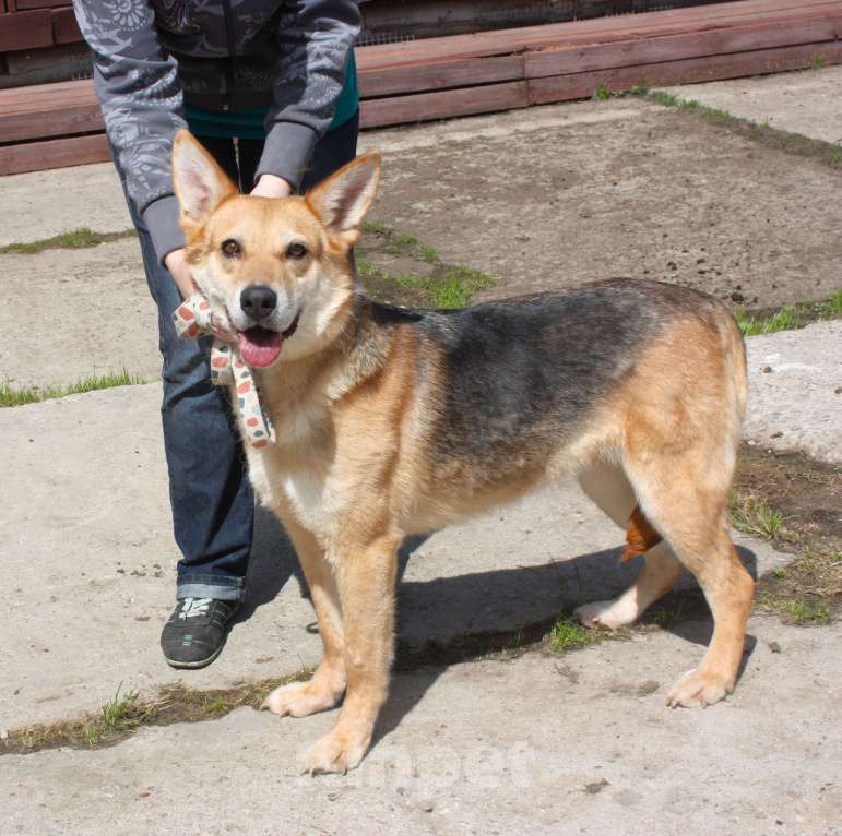 Собаки в Москве: Мяте очень нужен свой человек, она очень грустит без хозяина! Девочка, Бесплатно - фото 6