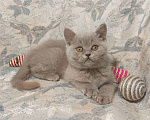 Кошки в Москве: Прямоухий  котенок лилового окраса Девочка, 20 000 руб. - фото 7