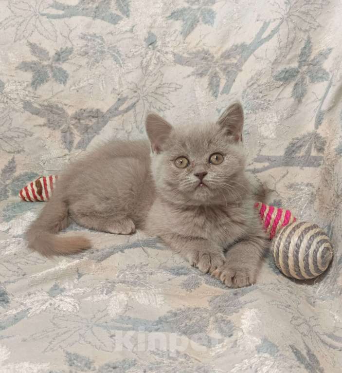 Кошки в Москве: Прямоухий  котенок лилового окраса Девочка, 20 000 руб. - фото 7