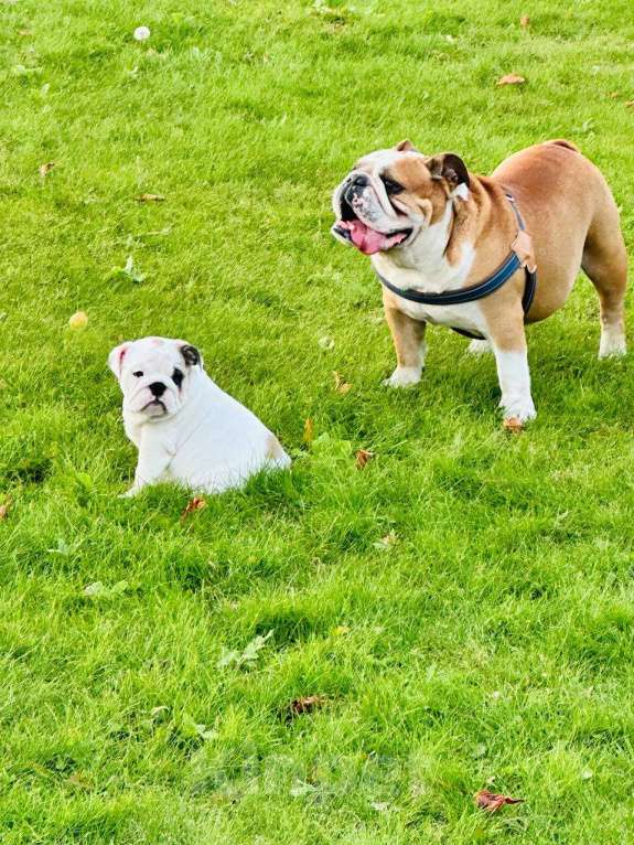 Собаки в Бузулуке: Готовы к переезду в новый дом , щенки (Английского бульдога) родились 3.08.2025  Девочка, 80 000 руб. - фото 4