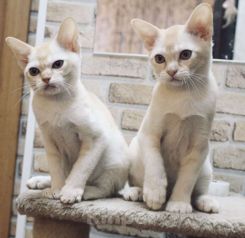 Кошки в Санкт-Петербурге: Два шикарных парня Мальчик, 20 000 руб. - фото 4