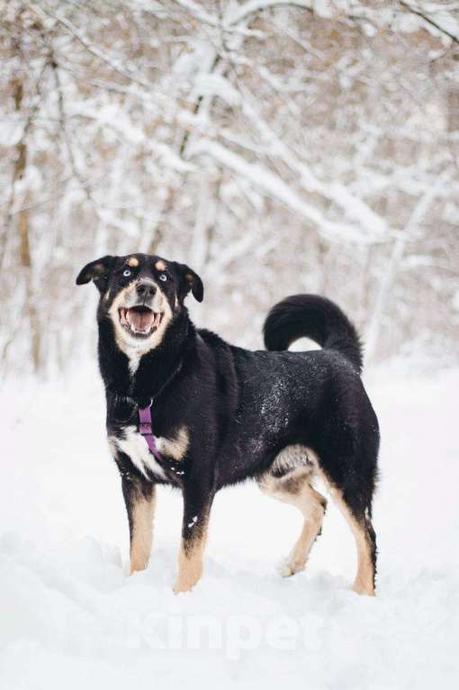 Собаки в Москве: Дэйви ищет дом Мальчик, Бесплатно - фото 7