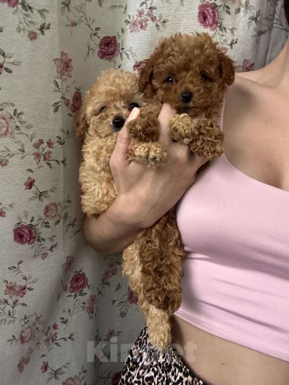 Собаки в Москве: Мальтипу девочка Девочка, 60 000 руб. - фото 2