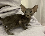 Кошки в Краснодаре: Ориентальный котенок Девочка, Бесплатно - фото 2