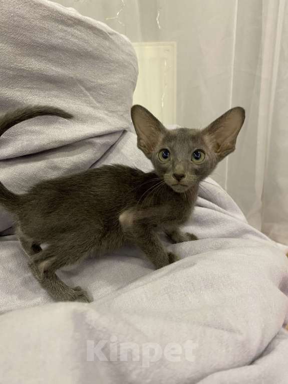 Кошки в Краснодаре: Ориентальный котенок Девочка, Бесплатно - фото 2