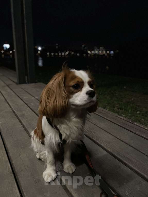 Собаки в Москве: Кавалер Кинг чарльз спаниель Мальчик, 15 000 руб. - фото 3