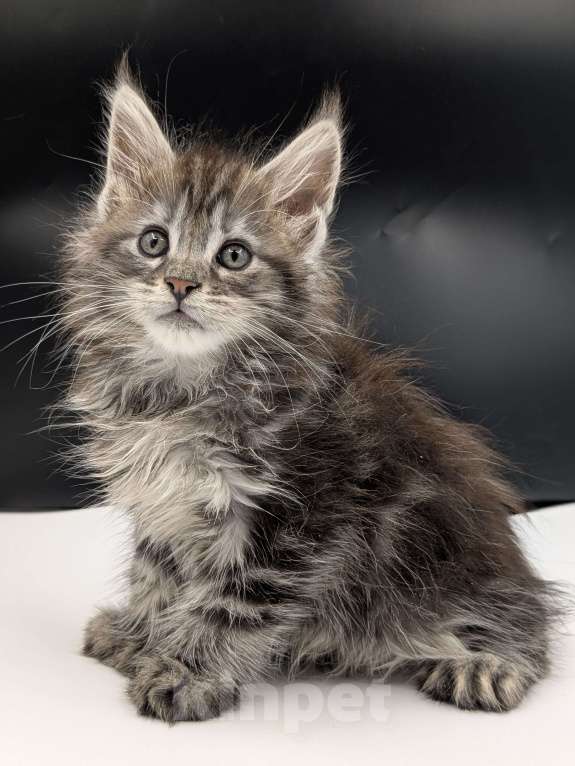 Кошки в Санкт-Петербурге: Мейнкун  Мальчик, 70 000 руб. - фото 2