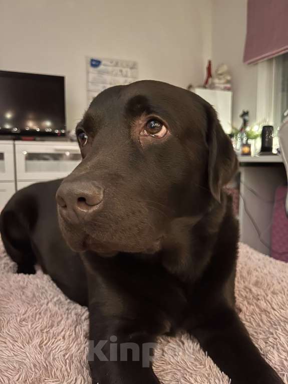 Собаки в Москве: Мальчик, почти 5 лет.  Мальчик, 1 руб. - фото 2