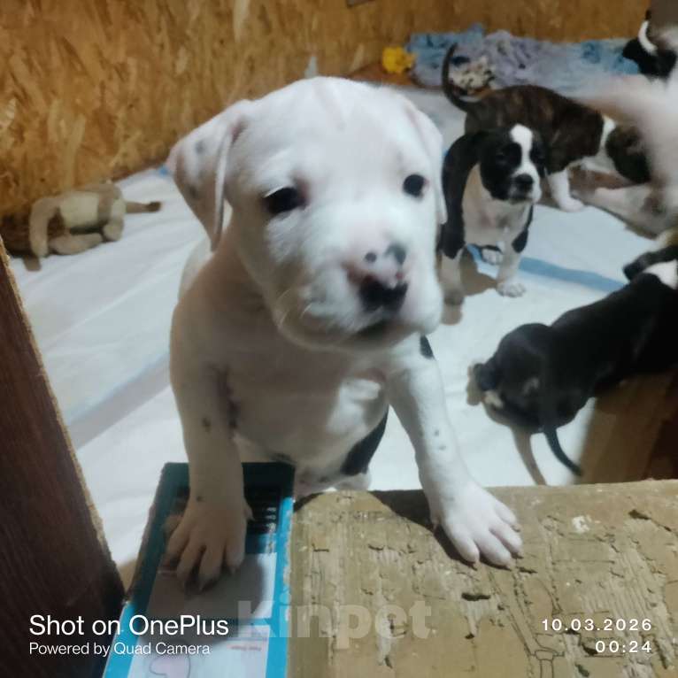 Собаки в Магнитогорске: Американский стаффордширский терьер.  Щенок Девочка, 13 000 руб. - фото 1