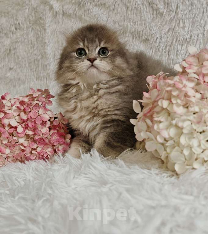 Кошки в Москве: Длинношертсные шотландские котята Девочка, 65 000 руб. - фото 4