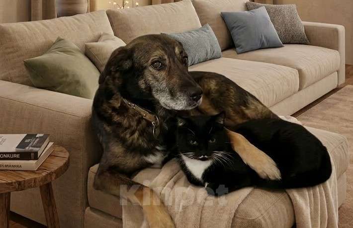 Собаки в Санкт-Петербурге: Песик Гоша в добрые руки Мальчик, Бесплатно - фото 1